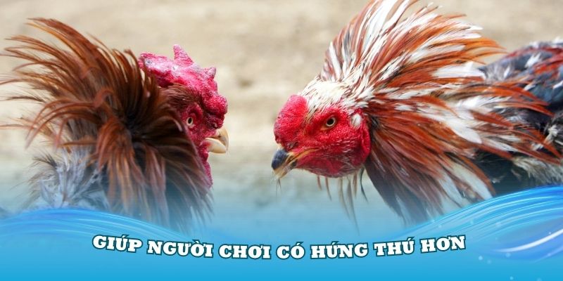 Mẹo đá gà dễ thắng giúp người chơi có hứng thú hơn