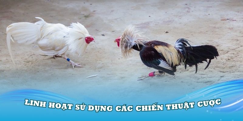 Cần linh hoạt sử dụng các chiến thuật cược cho hiệu quả