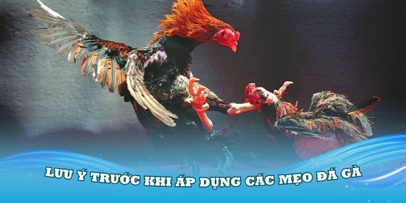 Những lưu ý trước khi áp dụng các mẹo đá gà dễ thắng