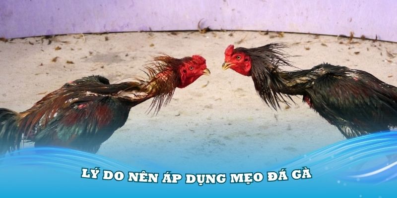 Lý do mọi người nên áp dụng mẹo đá gà dễ thắng