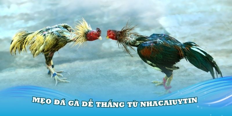 Nắm vững các mẹo đá gà dễ thắng từ Nhacaiuytin