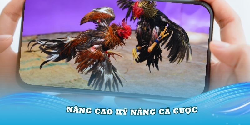 Mẹo đá gà dễ thắng sẽ nâng cao kỹ năng cá cược 