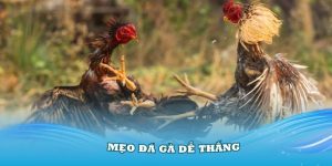 Mẹo Đá Gà Dễ Thắng Chia Sẻ Từ Chuyên Gia Nhacaiuytin